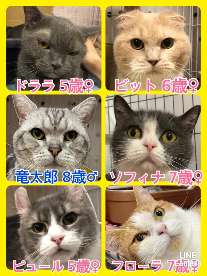 🐾今日の里親様募集中ニャンコ🐱メンバーです🐾2021,7,9